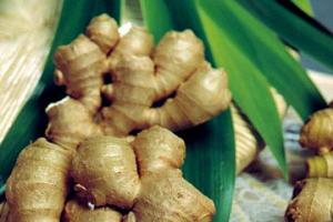 Ginger for hair loss, against dandruff and oiliness The effect of ginger on the scalp