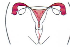 What are the phases of the menstrual cycle by day?