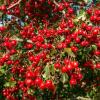 Hawthorn - cultivation, beneficial properties and contraindications