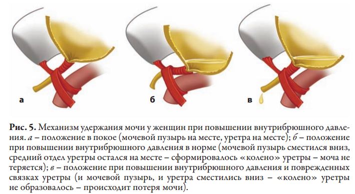 Откуда выходит моча у девушек