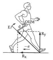 Биомеханика ходьбы. Цикл спортивной ходьбы. Биомеханика при беге. Схема ходьбы человека. Определите фазы ходьбы.